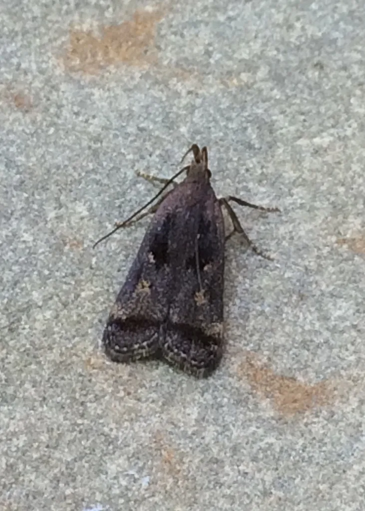 Dichomeris leuconotella - Hodges#2299 - photo 2