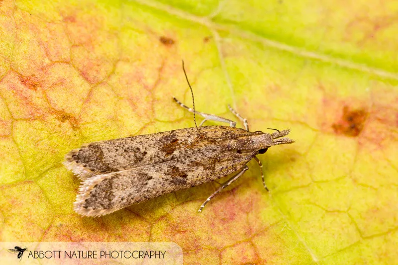 Palmerworm Moth - photo 3