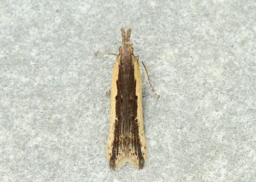 Palmerworm Moth - photo 5