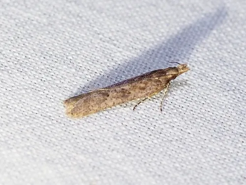 Palmerworm Moth - photo 6