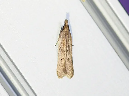 Palmerworm Moth - photo 7