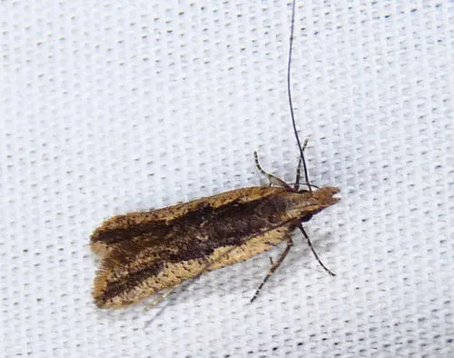 Palmerworm Moth - photo 8