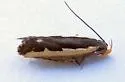 Dichomeris mimesis - Hodges#2297.5 - photo 2