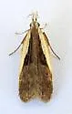 Dichomeris mulsa - Hodges#2302.2 - photo 2