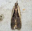 Dichomeris mulsa - Hodges#2302.2 - photo 4