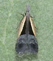 Dichomeris mulsa - Hodges#2302.2 - photo 5
