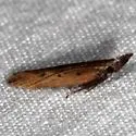 Dichomeris nenia - Hodges#2284.1