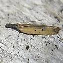 Dichomeris nenia - Hodges#2284.1 - photo 3