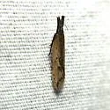 Dichomeris nenia - Hodges#2284.1 - photo 4