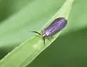 Dichomeris nonstrigella - Hodges#2307 - photo 4