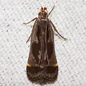 Shining Dichomeris - Hodges#2289 - photo 4
