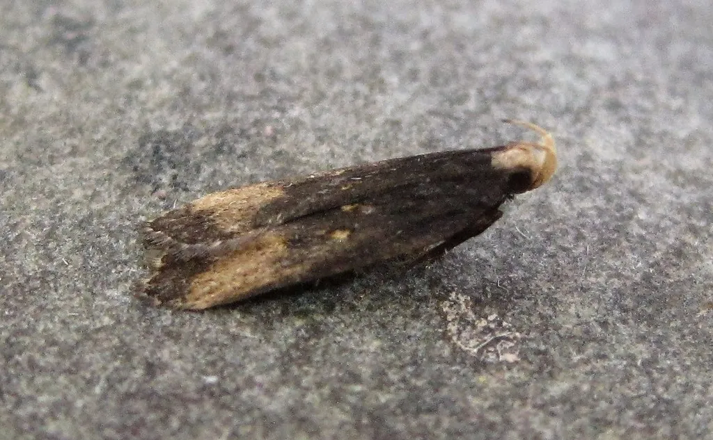 Dichomeris offula - Hodges#2305.1 - photo 2