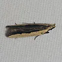 Dichomeris pelta - Hodges#2297.1 - Dichomeris pelta