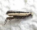 Dichomeris pelta - Hodges#2297.1 - photo 2
