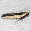 Dichomeris pelta - Hodges#2297.1 - photo 3