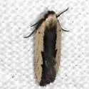 Dichomeris pelta - Hodges#2297.1 - photo 4