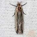 Dichomeris pelta - Hodges#2297.1 - photo 5