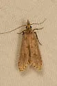 Spotted Dichomeris - Hodges#2283 - photo 3