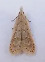 Spotted Dichomeris - Hodges#2283 - photo 4