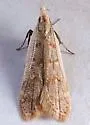 Spotted Dichomeris - Hodges#2283 - photo 5