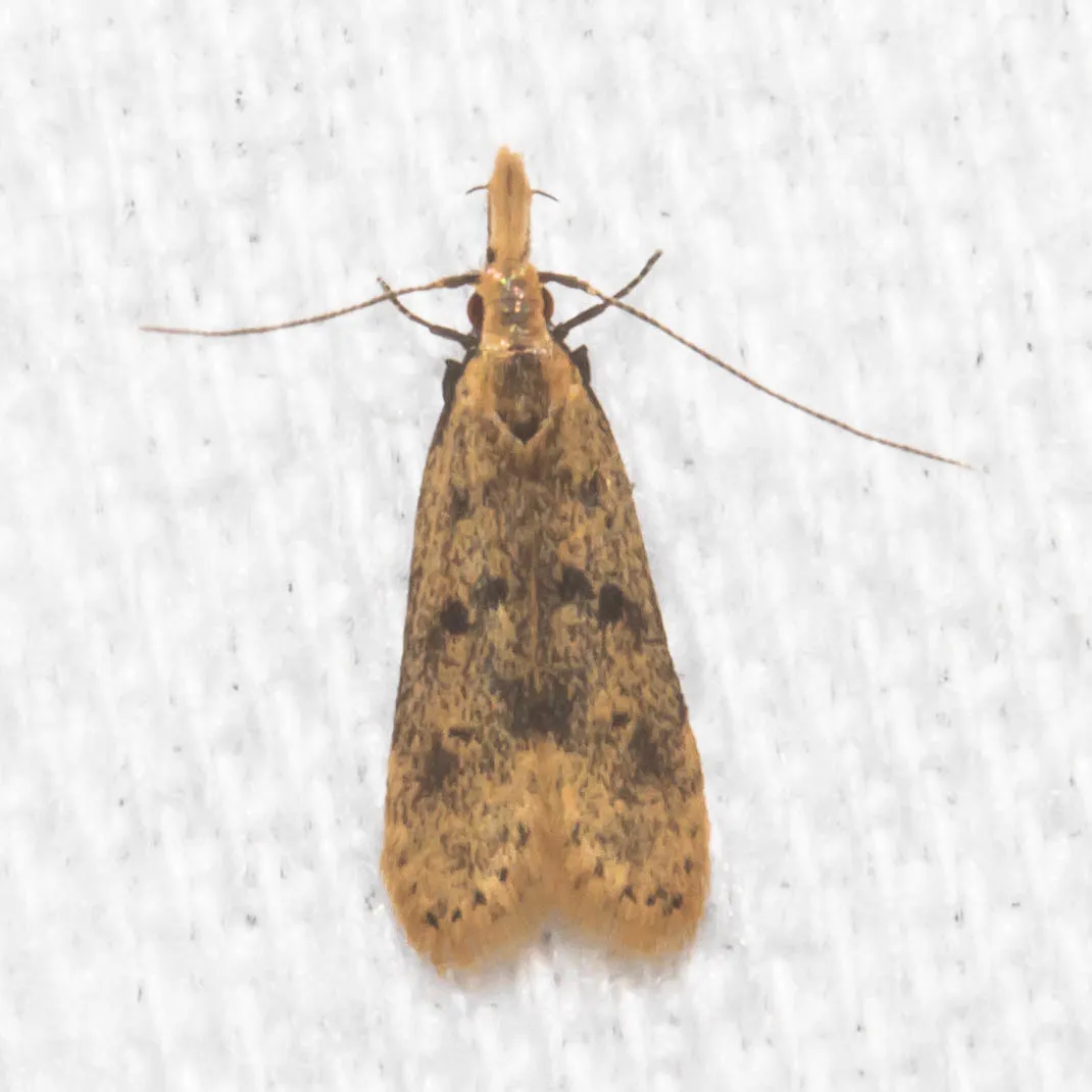 Many-spotted Dichomeris Moth - photo 3