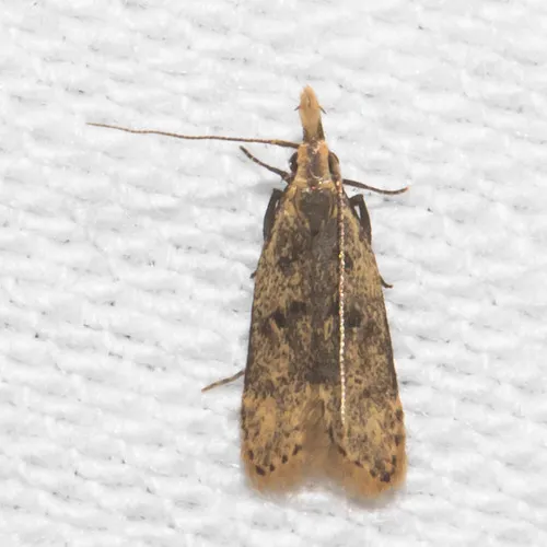 Many-spotted Dichomeris Moth - photo 5