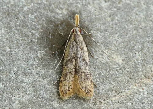 Many-spotted Dichomeris Moth - photo 6