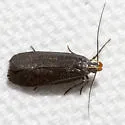 Dichomeris purpureofusca - Hodges#2308 - photo 2