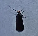 Dichomeris purpureofusca - Hodges#2308 - photo 4