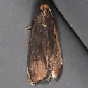 Dichomeris purpureofusca - Hodges#2308 - photo 5