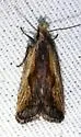 Dichomeris scrutaria - Hodges#2291.3 - photo 2