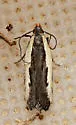 Dichomeris serrativittella - Hodges#2301 - photo 2