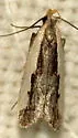 Dichomeris serrativittella - Hodges#2301 - photo 3