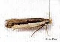 Dichomeris serrativittella - Hodges#2301 - photo 4