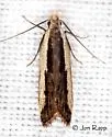 Dichomeris serrativittella - Hodges#2301 - photo 5