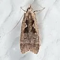 Dichomeris setosella - Hodges#2302 - Dichomeris setosella