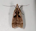 Dichomeris setosella - Hodges#2302 - photo 2