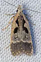 Dichomeris setosella - Hodges#2302 - photo 3