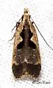 Dichomeris setosella - Hodges#2302 - photo 4