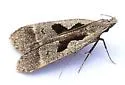 Dichomeris setosella - Hodges#2302 - photo 5