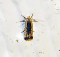 Dichomeris simpliciella - Hodges#2303 - photo 3