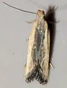 Dichomeris simpliciella - Hodges#2303 - photo 4