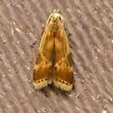Dichomeris siren - Hodges#2279.3