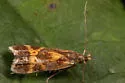 Dichomeris siren - Hodges#2279.3 - photo 2