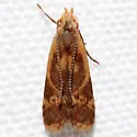 Dichomeris siren - Hodges#2279.3 - photo 4