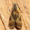 Dichomeris siren - Hodges#2279.3 - photo 5