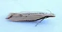 Dichomeris solatrix - Hodges#2282.1