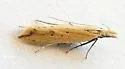 Dichomeris solatrix - Hodges#2282.1 - photo 5