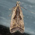 Dichomeris stipendiaria - Hodges#2304 - Dichomeris stipendiaria