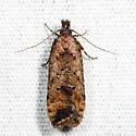 Dichomeris vacciniella - Hodges#2286 - photo 4